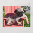 Search for pug puppies postcards Friendship