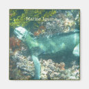 Search for mariner magnets Animal