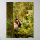 Search for cow elk posters Antlers