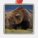 Search for environment christmas tree decorations Carnivore