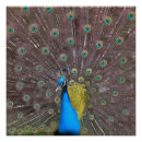 Search for fan posters Blue