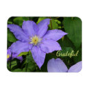 Search for clematis magnets Purple