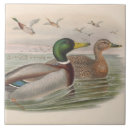 Search for duck tiles Ceramic
