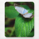 Search for blue morpho mousepads Garden