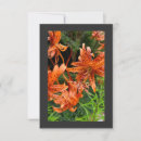Search for tiger lily cards Orange flower
