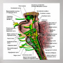 Search for brain chart posters Nerves