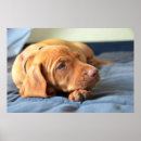 Search for vizsla posters Pet