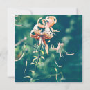 Search for tiger lily Photography