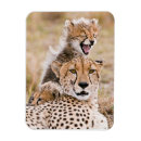 Search for cheetah cat magnets Wildcat