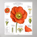 Search for botanical art posters Illustration