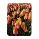 Search for spring pink magnets Tulips