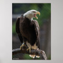 Search for american eagle posters Eagles