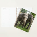 Search for asian elephant Asian elephants