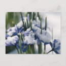 Search for medium format postcards Leaf
