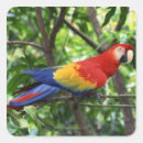 Search for scarlet macaw stickers Animal