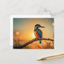 Search for kingfish postcards Wildlife