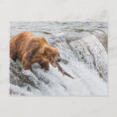 Search for bear river postcards Alaska
