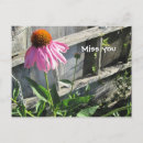 Search for pink daisy postcards Garden