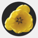 Search for beautiful tulips stickers Pretty