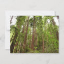 Search for muir woods cards Nature