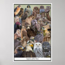 Search for harrier posters Birds of prey