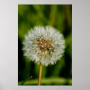 Search for blowing dandelion posters Seeds