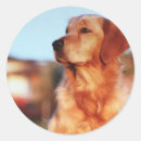 Search for golden retrievers stickers For pets