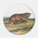Search for southern magnets Wildlife