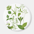 Search for herb magnets Parsley