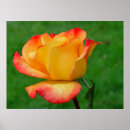 Search for hybrid tea rose posters Roses