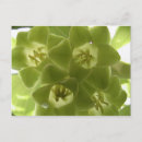 Search for solomon postcards Flowers