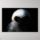 Search for owl posters Bird