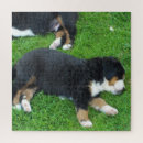 Search for dog breeds puzzles Funny