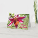 Search for stargazer lily birthday cards Garden