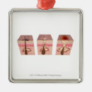 Search for front view christmas tree decorations Part
