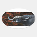 Search for buffalos stickers Buffaloes