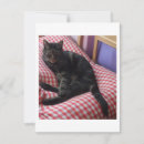 Search for cute cat note cards Animals