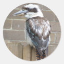 Search for kookaburra stickers Kingfisher
