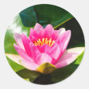 Search for lily love stickers Floral