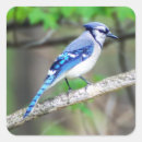 Search for blue jay stickers Feathers