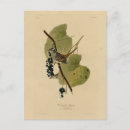 Search for white crown postcards Bird