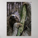 Search for sloth hang in there posters Mammals
