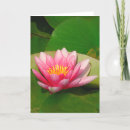 Search for pink lotus flower cards Nature