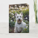 Search for scottish terrier cards Pet