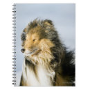 Search for shetland sheepdog gifts Puppy