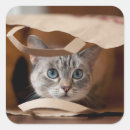 Search for whiskers stickers Brown