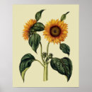 Search for 17th century art Flowers