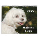 Search for maltese calendars Cute