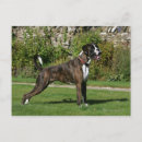 Search for brindle postcards Standing