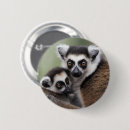 Search for ring tailed badges Lemurs